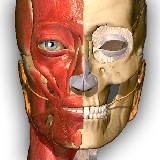 Anatómia tanulás - Anatomy Learning (Android és iOS alkalmazások)