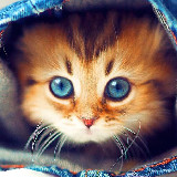 Aranyos Macska Élő Háttérképek (Android alkalmazás)
